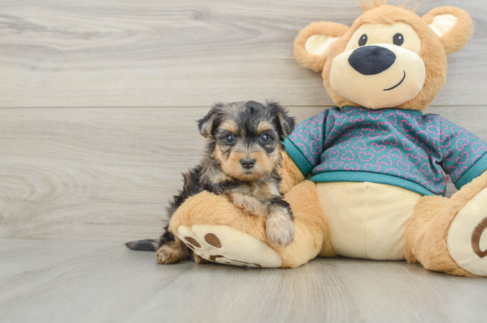 6 week old Yorkie Poo Puppy For Sale - Windy City Pups