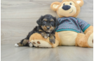 Best Yorkie Poo Baby