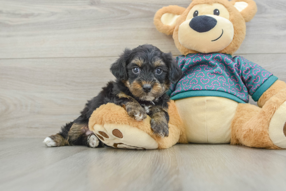 Best Yorkie Poo Baby