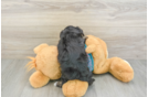 Sweet Yorkie Poo Baby