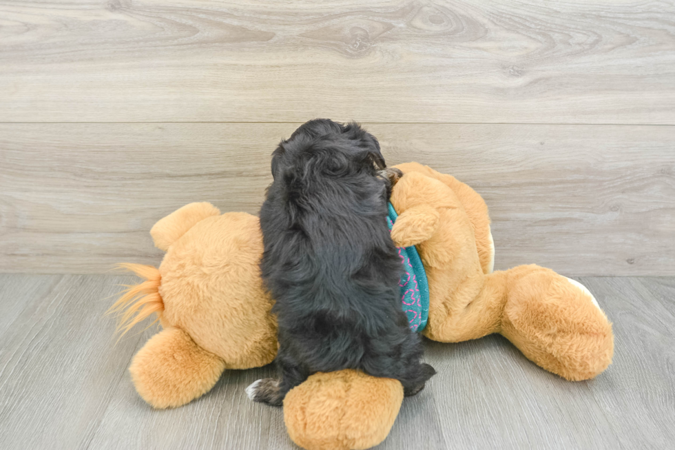 Sweet Yorkie Poo Baby