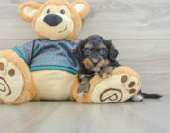 7 week old Yorkie Poo Puppy For Sale - Windy City Pups