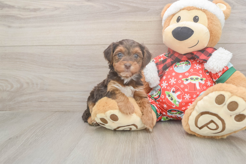 Yorkie Poo Puppy for Adoption
