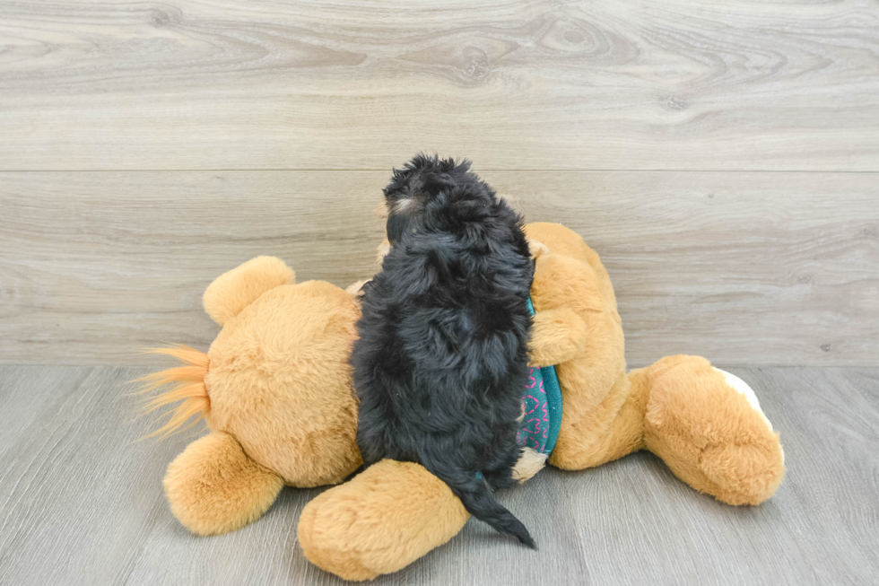 Smart Yorkie Poo Poodle Mix Pup