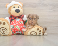 7 week old Yorkie Poo Puppy For Sale - Windy City Pups