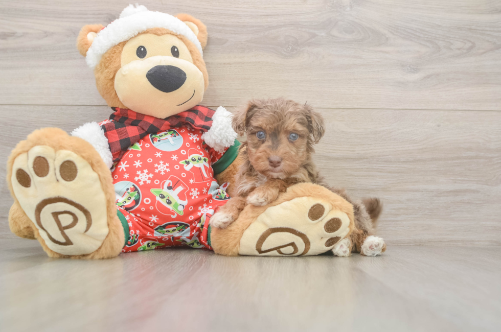 5 week old Yorkie Poo Puppy For Sale - Windy City Pups