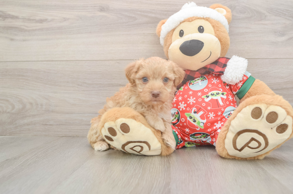 5 week old Yorkie Poo Puppy For Sale - Windy City Pups