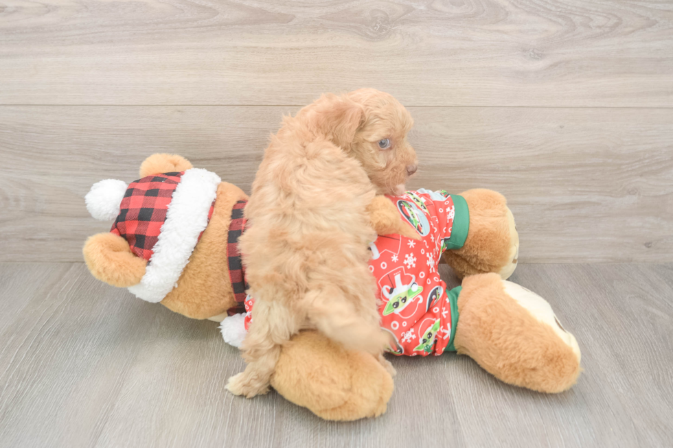 Best Yorkie Poo Baby