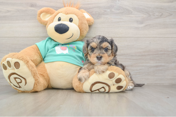 Hypoallergenic Yorkie Doodle Poodle Mix Puppy