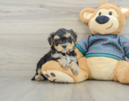 6 week old Yorkie Poo Puppy For Sale - Windy City Pups