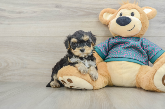 Small Yorkie Poo Baby