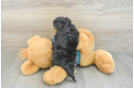 Yorkie Poo Puppy for Adoption