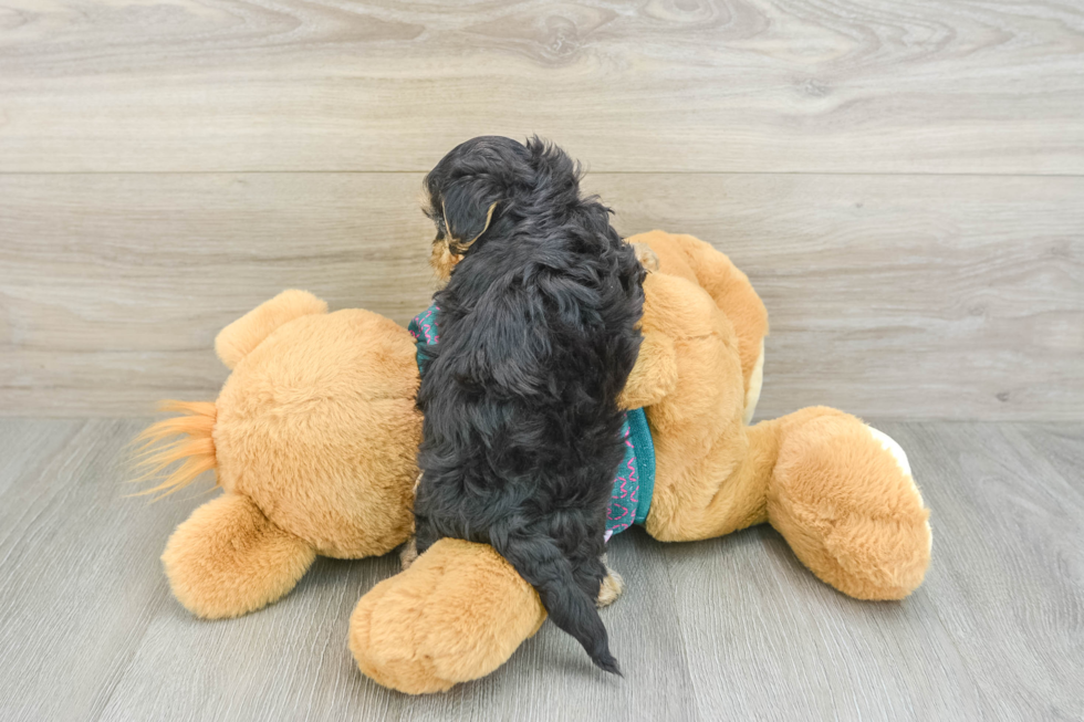 Yorkie Poo Puppy for Adoption