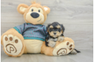 Small Yorkie Poo Baby