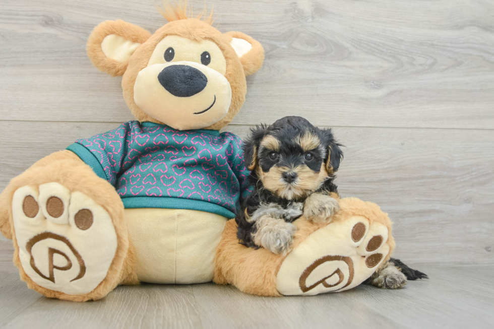 Small Yorkie Poo Baby