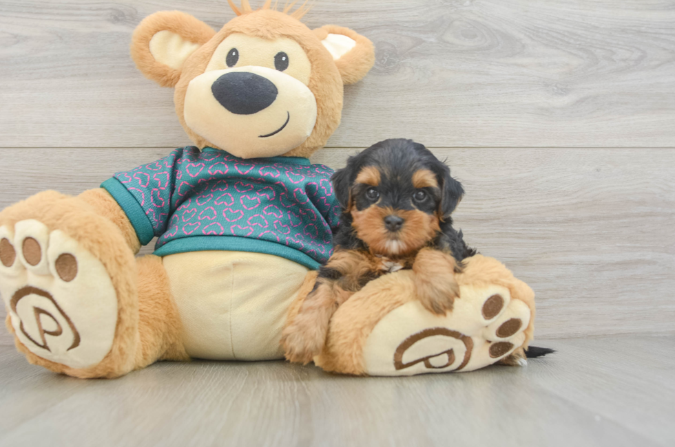 5 week old Yorkie Poo Puppy For Sale - Windy City Pups