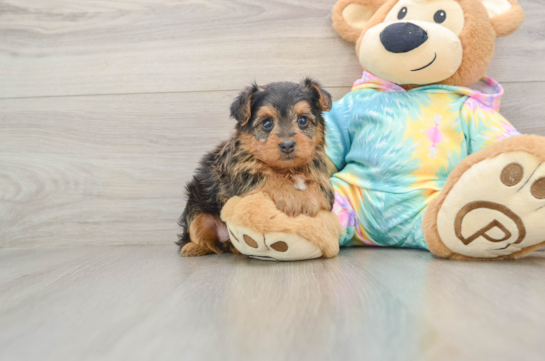 Best Yorkie Poo Baby