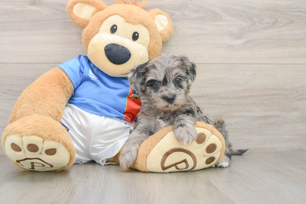 Hypoallergenic Yorkie Doodle Poodle Mix Puppy