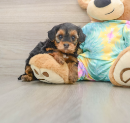 5 week old Yorkie Poo Puppy For Sale - Windy City Pups