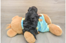 Playful Yo Yo Poo Poodle Mix Puppy