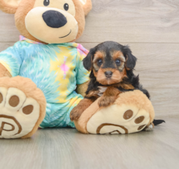 5 week old Yorkie Poo Puppy For Sale - Windy City Pups