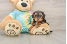 Yorkie Poo Puppy for Adoption