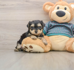8 week old Yorkie Poo Puppy For Sale - Windy City Pups