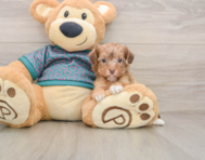 9 week old Yorkie Poo Puppy For Sale - Windy City Pups