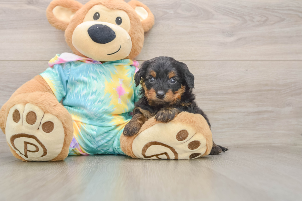 Best Yorkie Poo Baby
