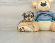 6 week old Yorkie Poo Puppy For Sale - Windy City Pups