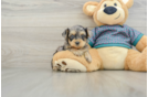 Little Yorkie Poodle Mix Poodle Mix Puppy