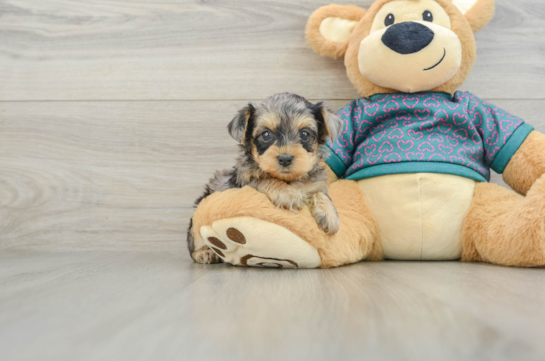 Little Yorkie Poodle Mix Poodle Mix Puppy