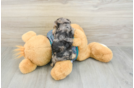 Yorkie Poo Puppy for Adoption