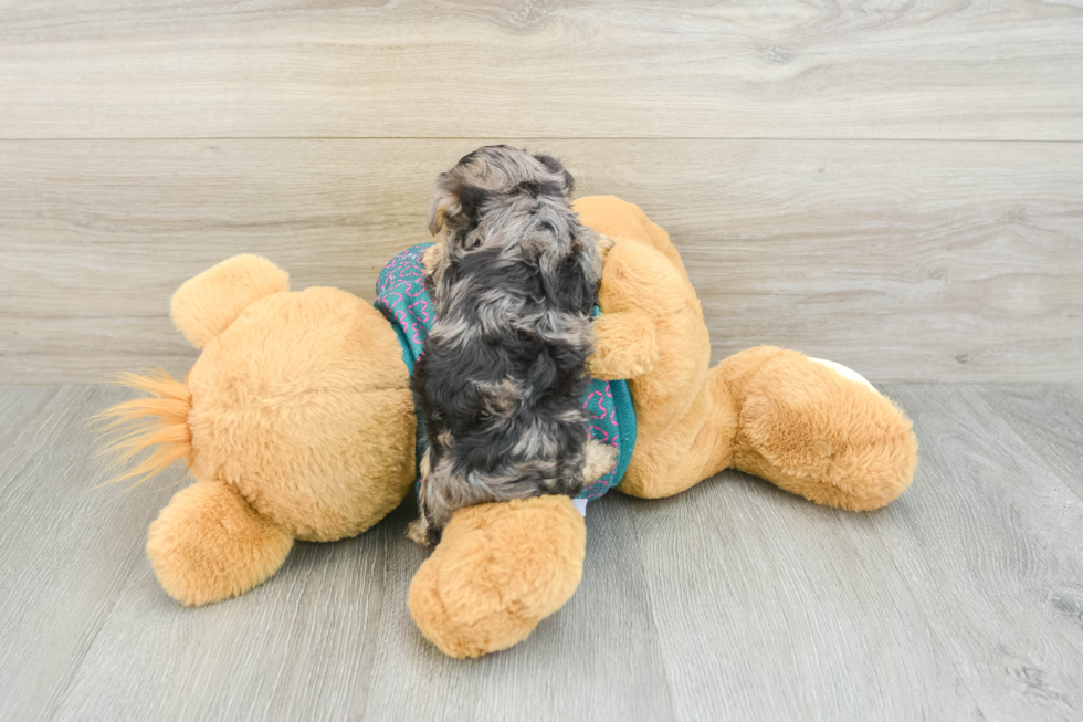 Yorkie Poo Puppy for Adoption