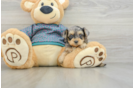 Adorable Yorkiedoodle Poodle Mix Puppy
