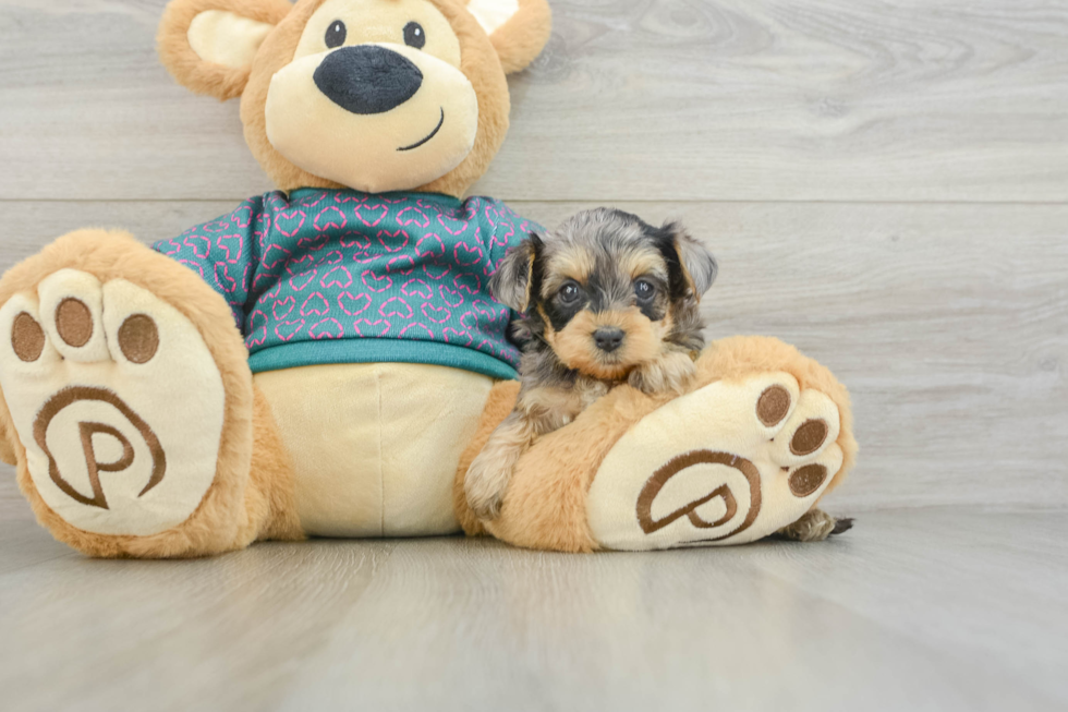 Adorable Yorkiedoodle Poodle Mix Puppy