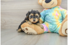 Best Yorkie Poo Baby