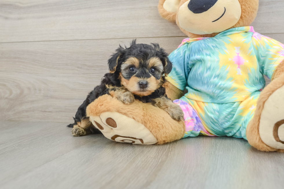 Best Yorkie Poo Baby