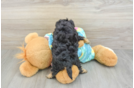 Best Yorkie Poo Baby
