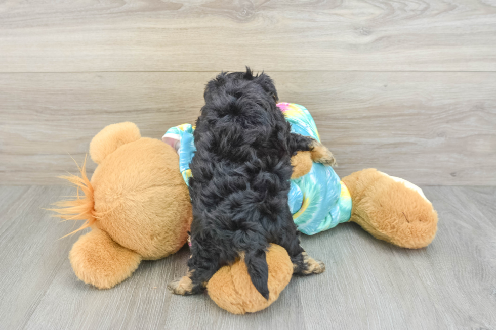 Best Yorkie Poo Baby