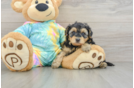 Best Yorkie Poo Baby