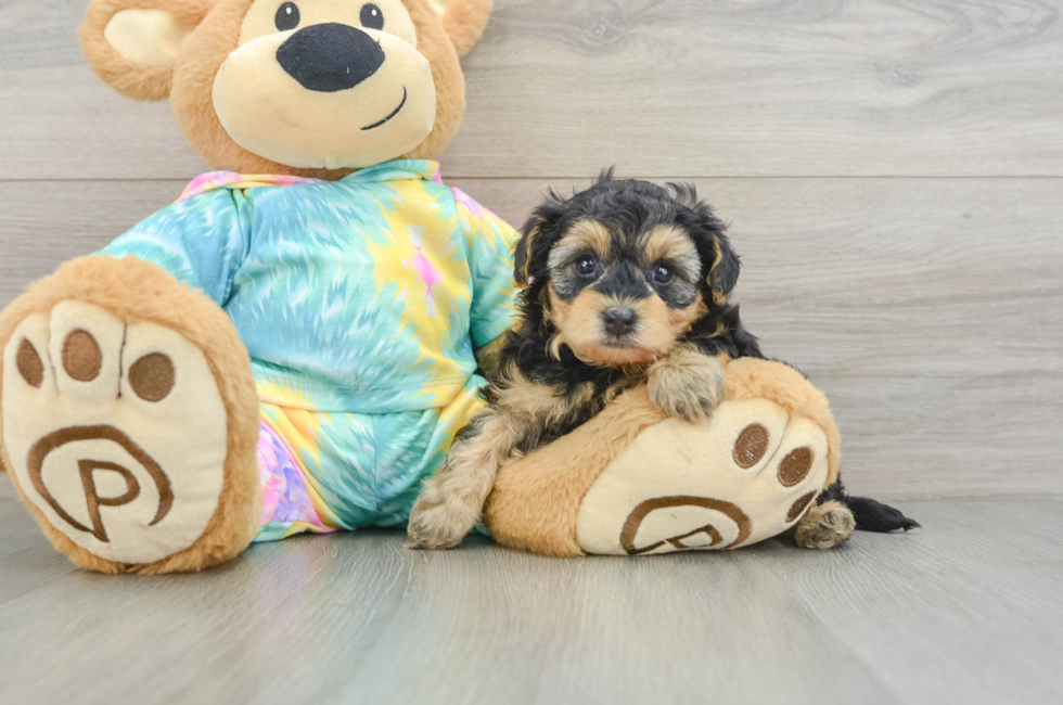 5 week old Yorkie Poo Puppy For Sale - Windy City Pups