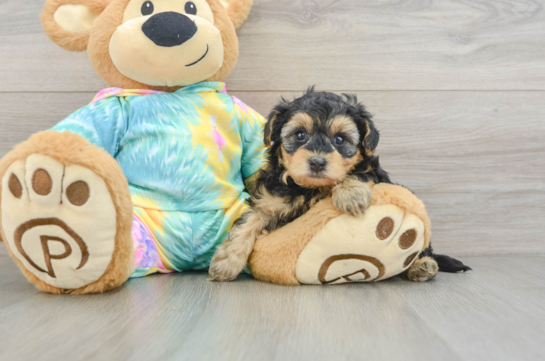 Best Yorkie Poo Baby