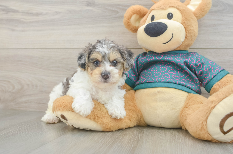 5 week old Yorkie Poo Puppy For Sale - Windy City Pups