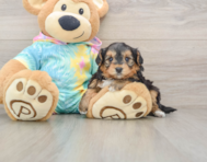 7 week old Yorkie Poo Puppy For Sale - Windy City Pups