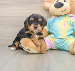 5 week old Yorkie Poo Puppy For Sale - Windy City Pups
