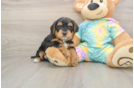 Happy Yorkie Poo Baby