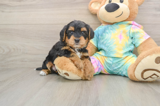 Happy Yorkie Poo Baby