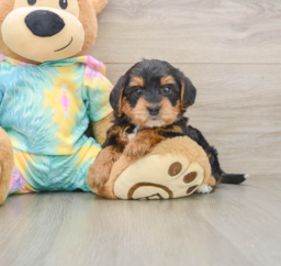 5 week old Yorkie Poo Puppy For Sale - Windy City Pups