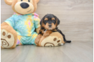 Petite Yorkie Poo Poodle Mix Pup
